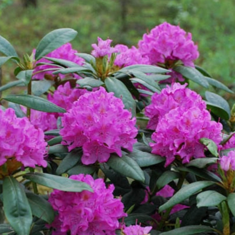 RHODODENDRON ENGLISH ROSEUM