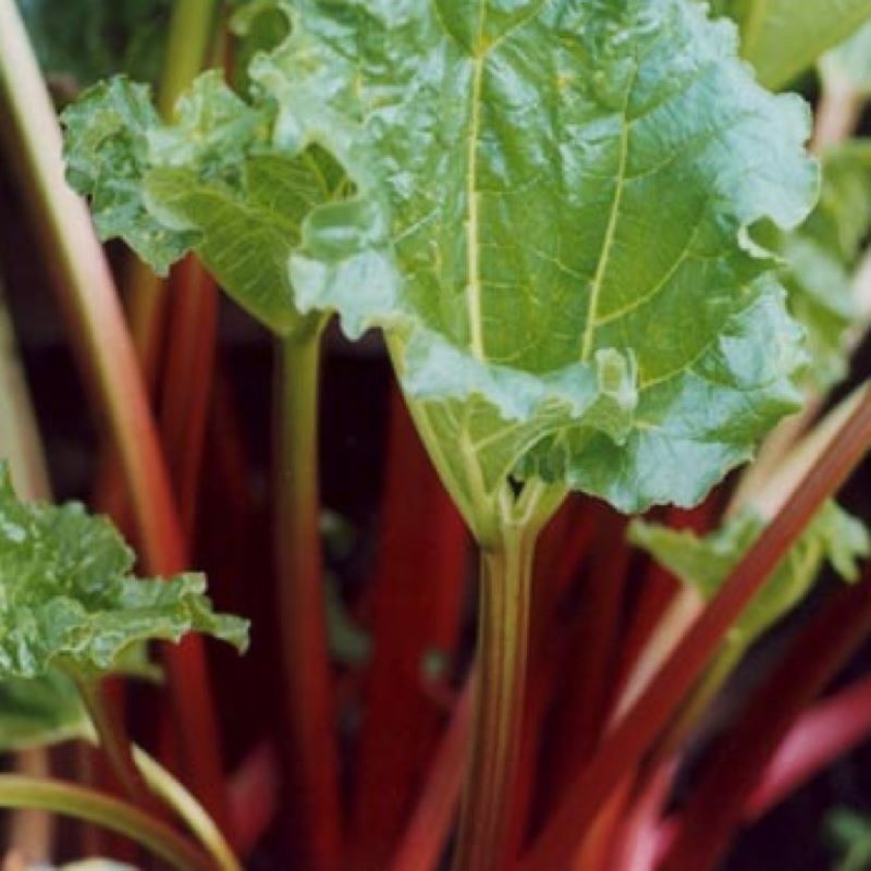 RHUBARB VICTORIA