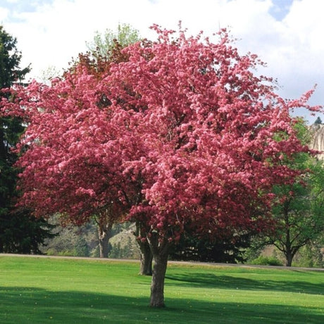 CRABAPPLE ROBINSON