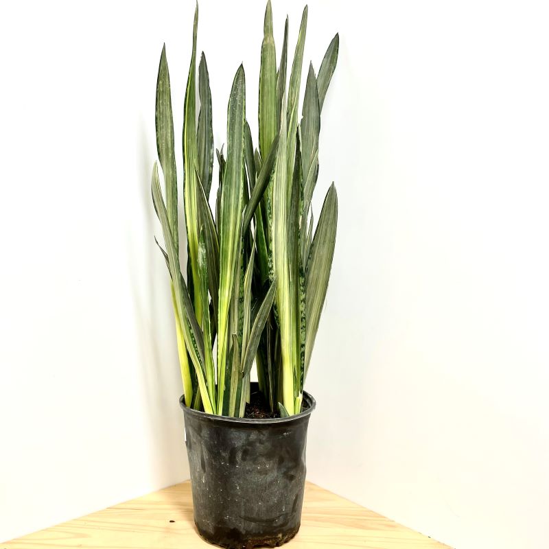 SANSEVIERIA BANTELS SENSATION