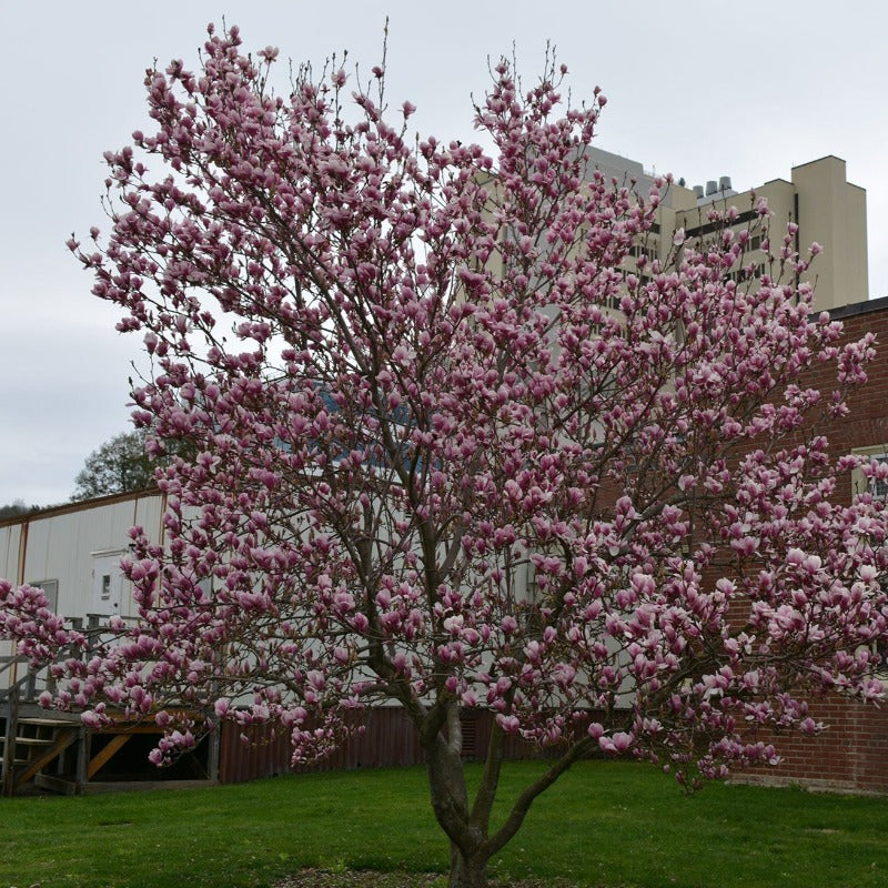 MAGNOLIA SAUCER