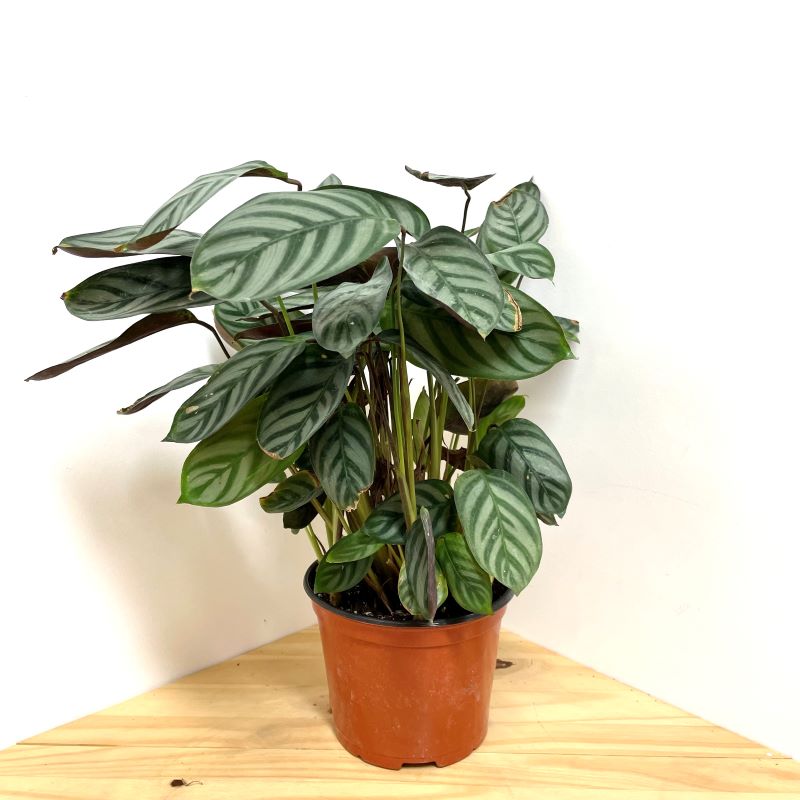 CALATHEA SETOSA