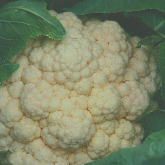 Cauliflower