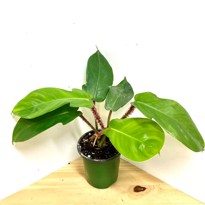 PHILODENDRON SQUAMIFERUM