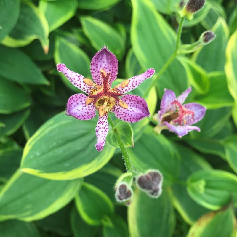 TRICYRTIS AUTUMN GLOW