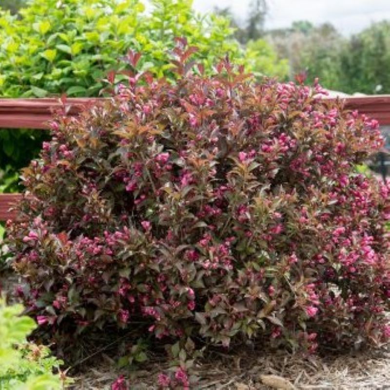 WEIGELA SHINING SENSATION