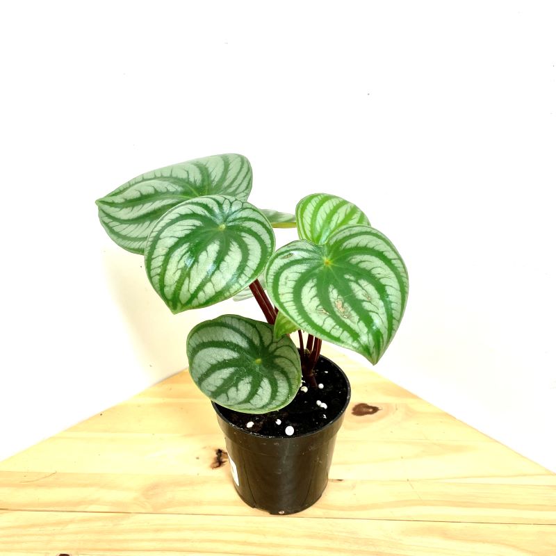 PEPEROMIA WATERMELON