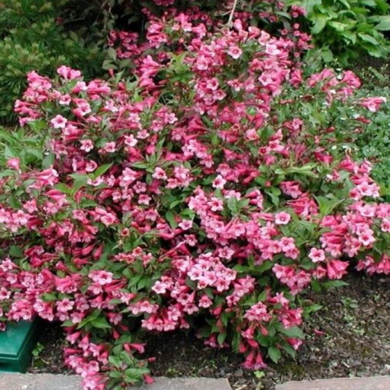 WEIGELA MINUET