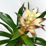 BROMELIAD GUZMANIA