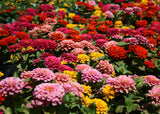 Zinnia -  Magellan Mix