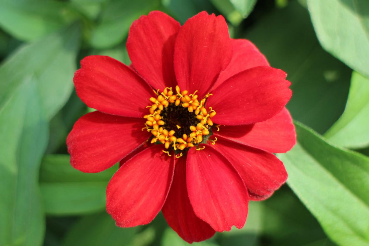 Zinnia - Profusion Red