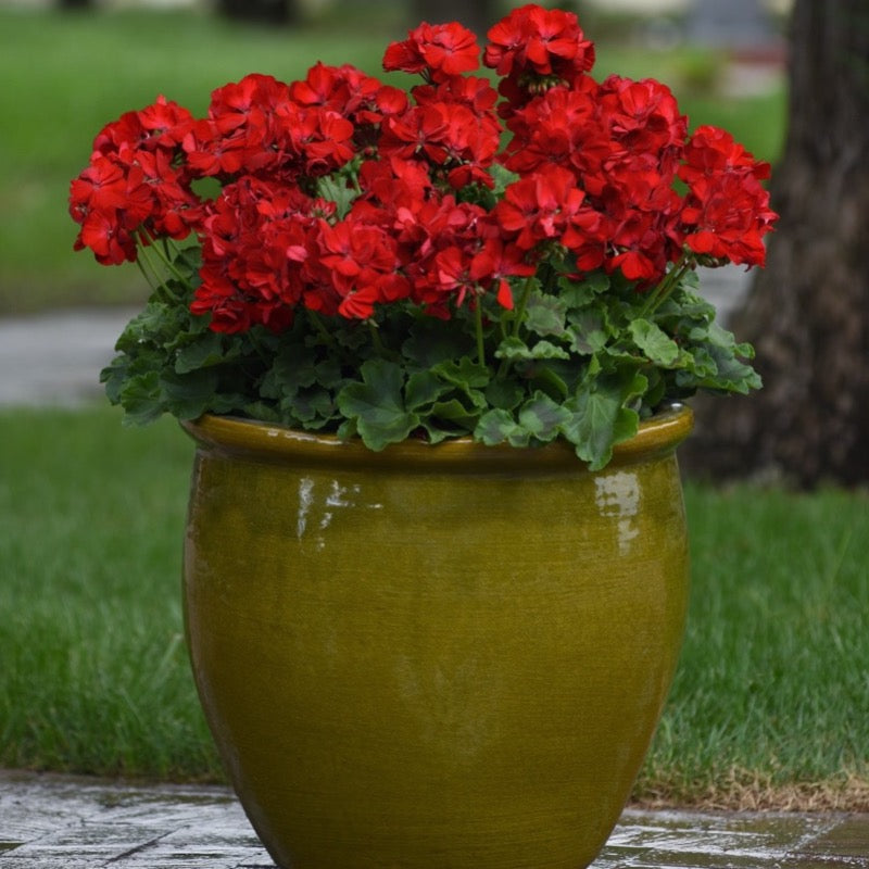 Geranium - Zonal Dark Red