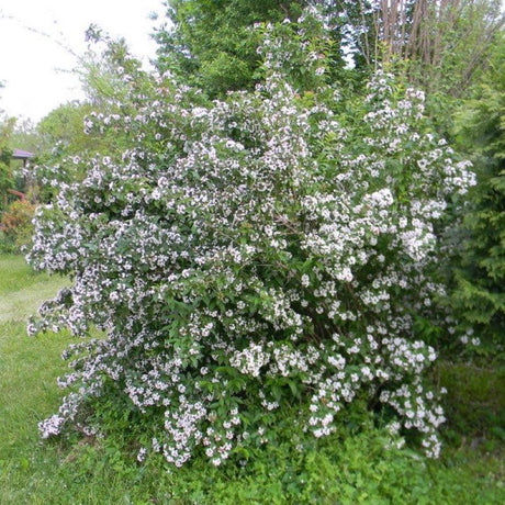 ABELIA MOSANENSIS - BORDERLINE