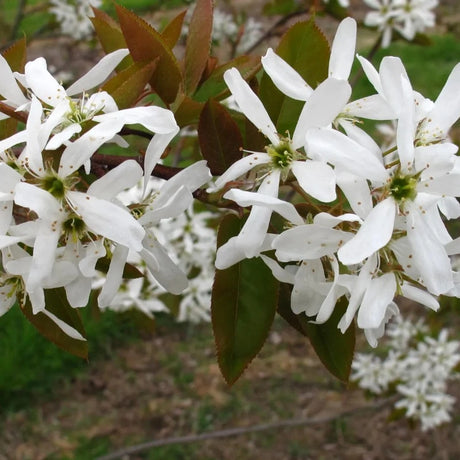 SERVICEBERRY BALLERINA