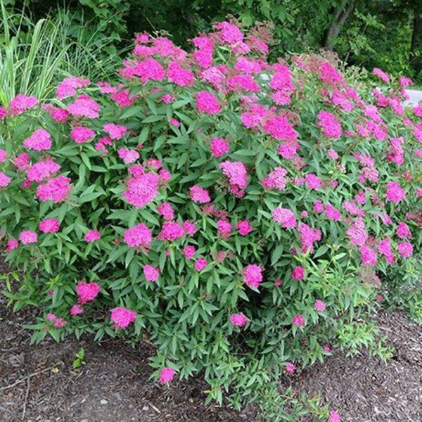 SPIREA ANTHONY WATERER – Knippel Garden Centre