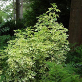 ARALIA FIVELEAF VARIEGATED