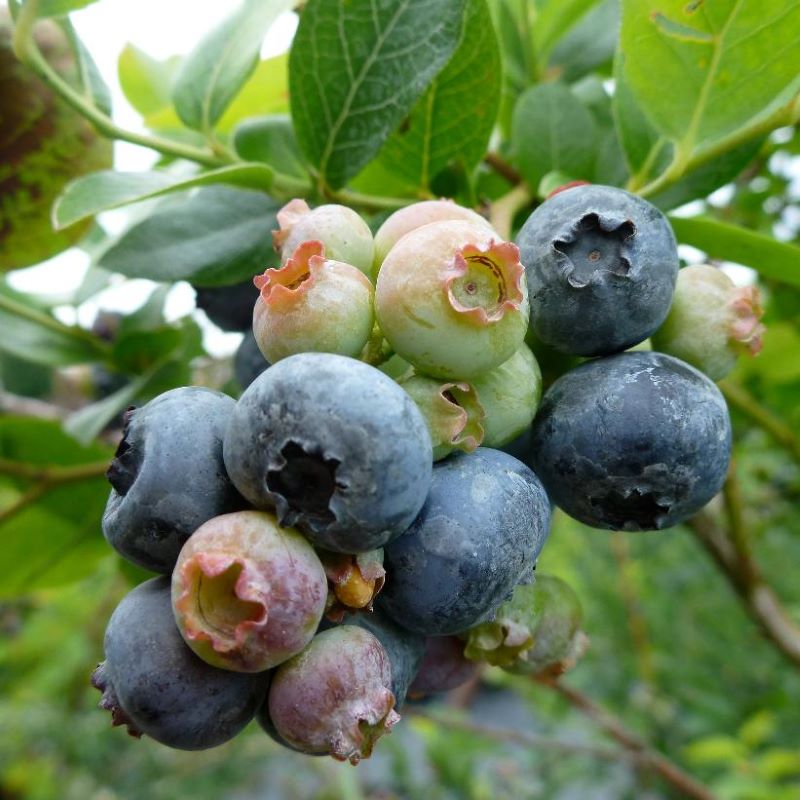 BLUEBERRY NORTHLAND