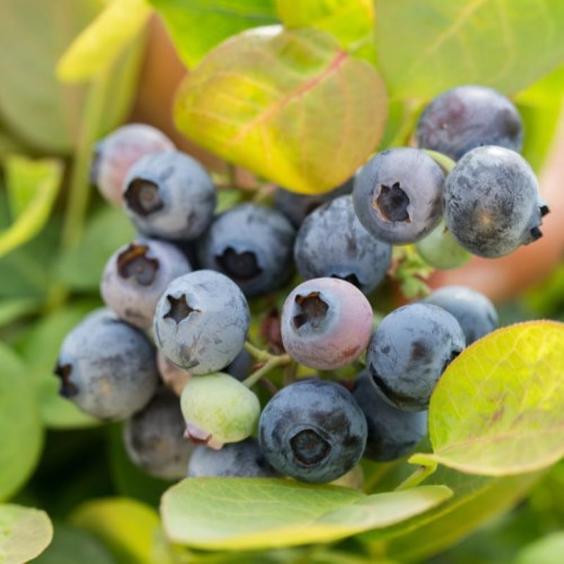 BLUEBERRY PEACH SORBET