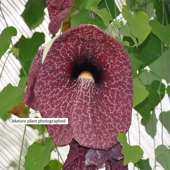 ARISTOLOCHIA GIGANTEA