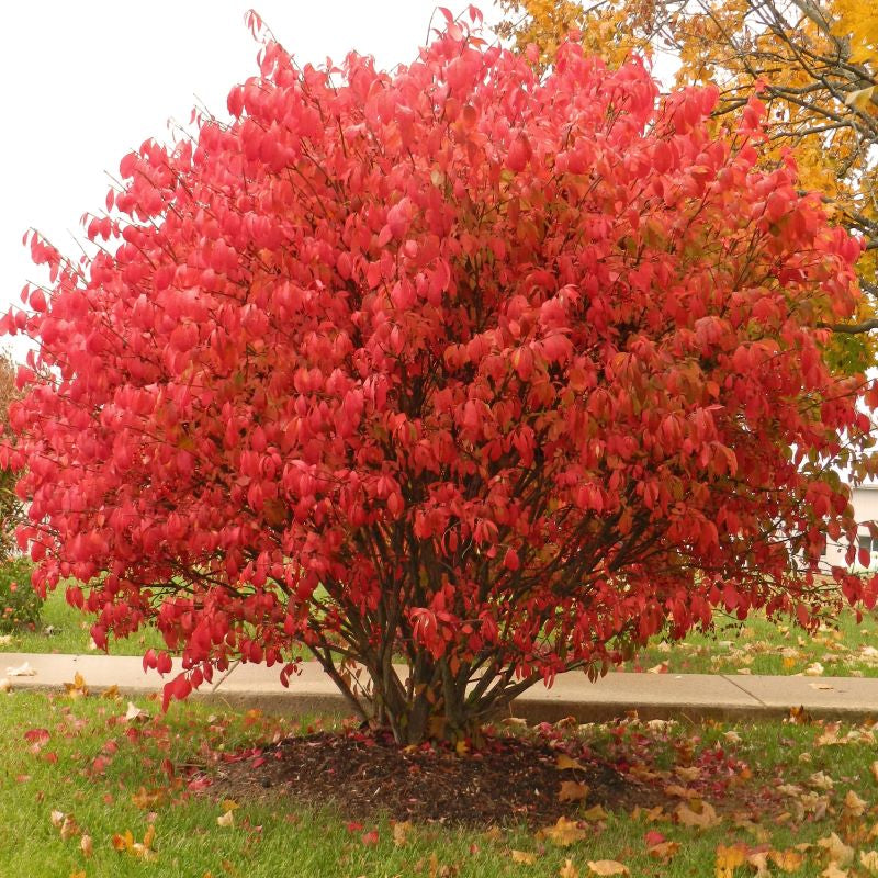 BURNING BUSH