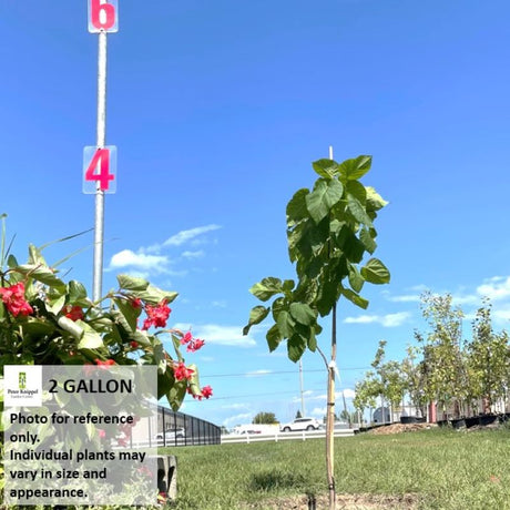 CATALPA NORTHERN