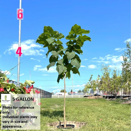 CATALPA NORTHERN