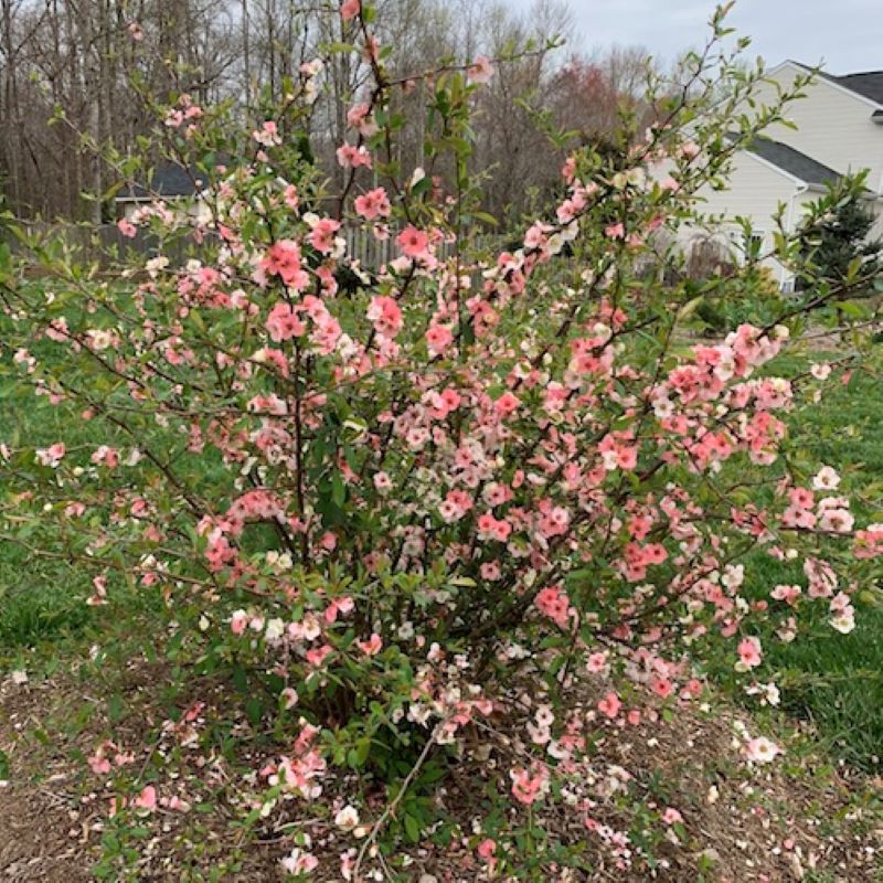 QUINCE TOYO NISHIKI