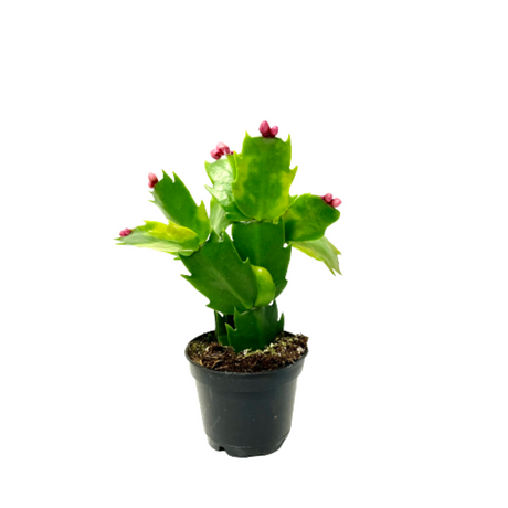 CHRISTMAS CACTUS