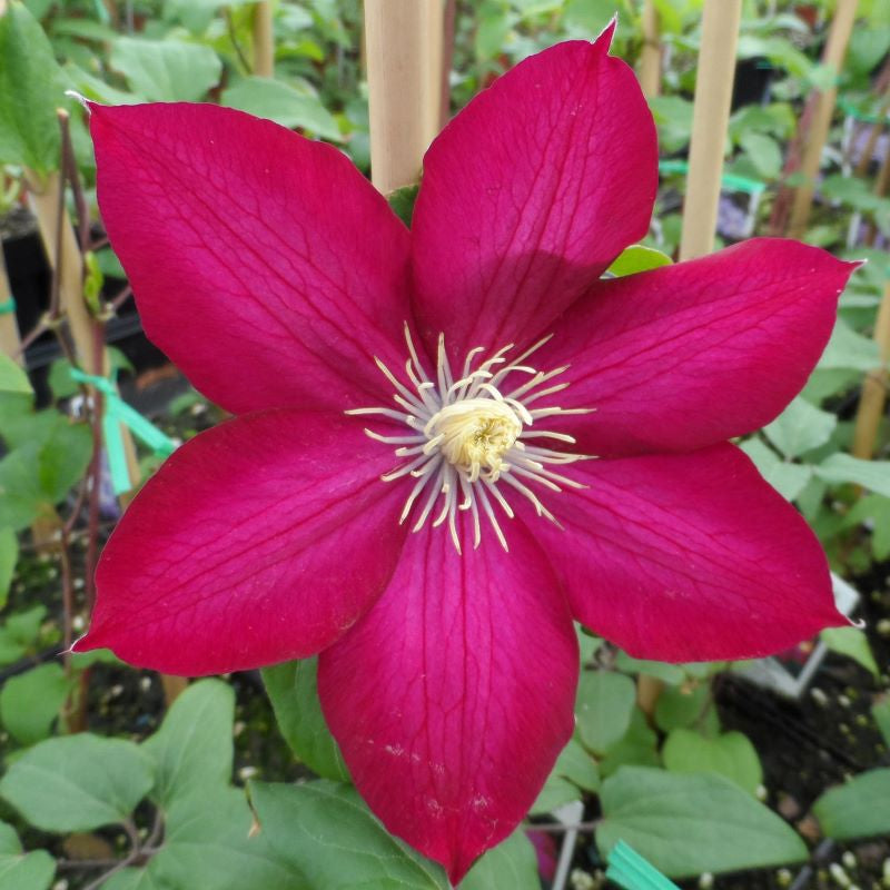 CLEMATIS BOURBON