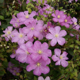 CLEMATIS COMTESSE DE BOUCHAUD