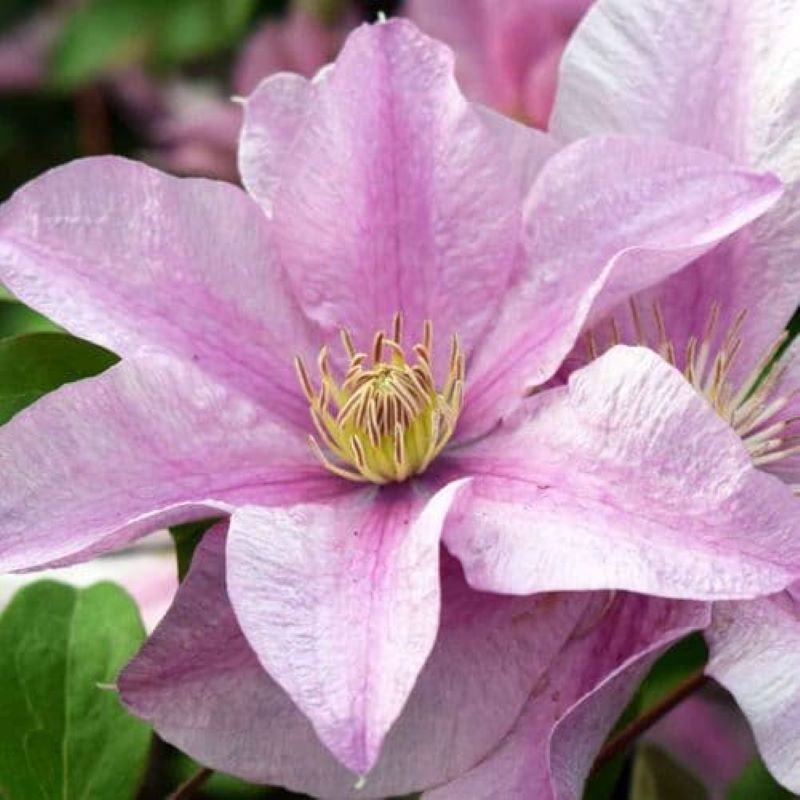 CLEMATIS ENDELLION