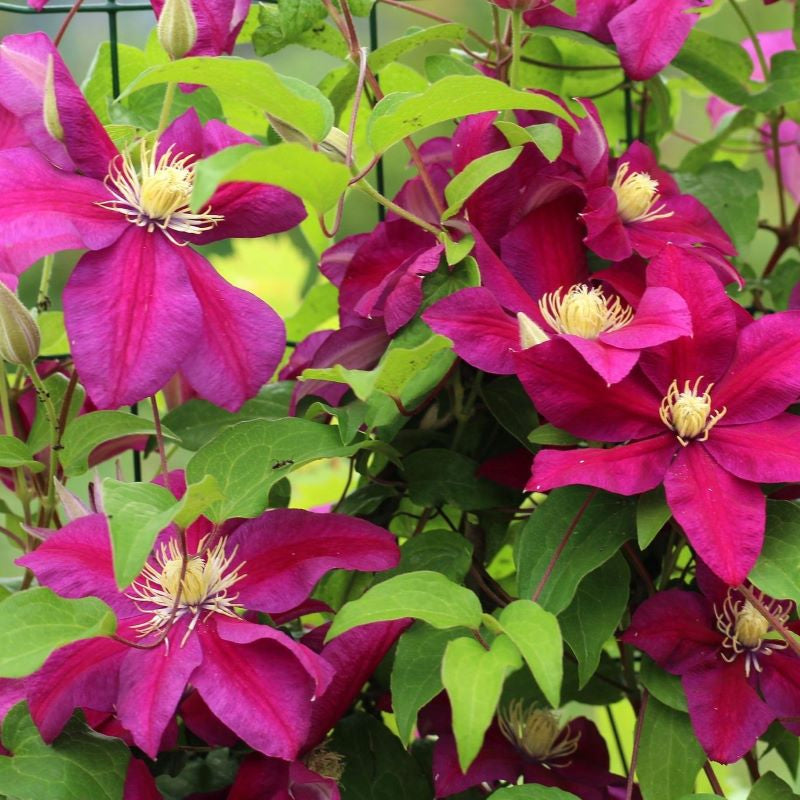 CLEMATIS ERNEST MARKHAM