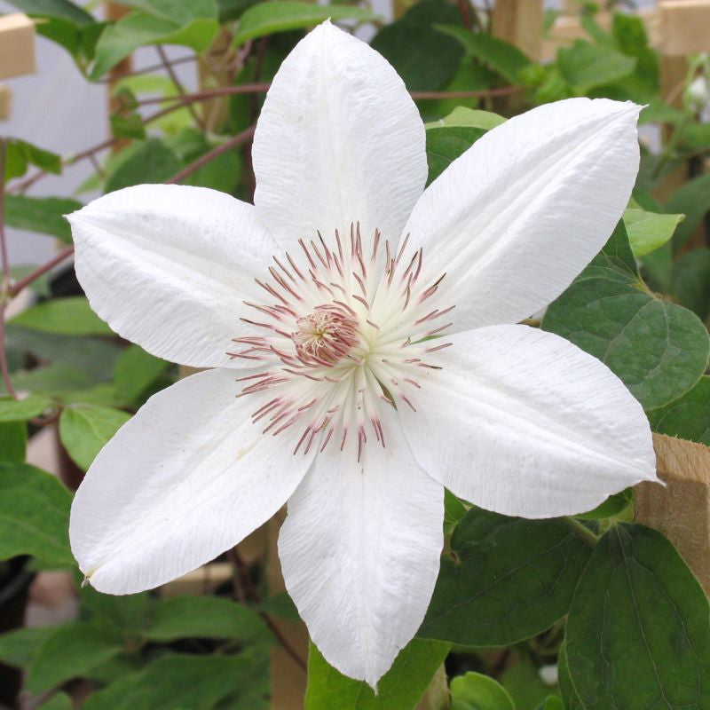 CLEMATIS HENRYI