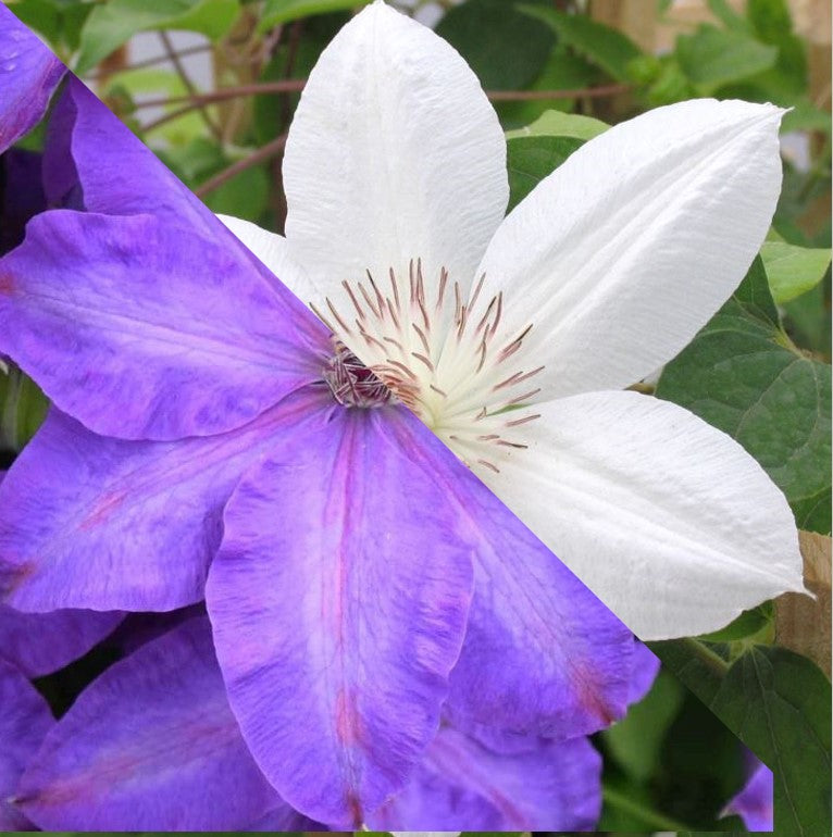 CLEMATIS HENRYI & ELSA SPATH