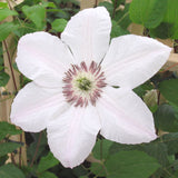 CLEMATIS JOHN PAUL II