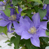 CLEMATIS OLYMPIA