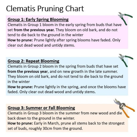 CLEMATIS HULDINE