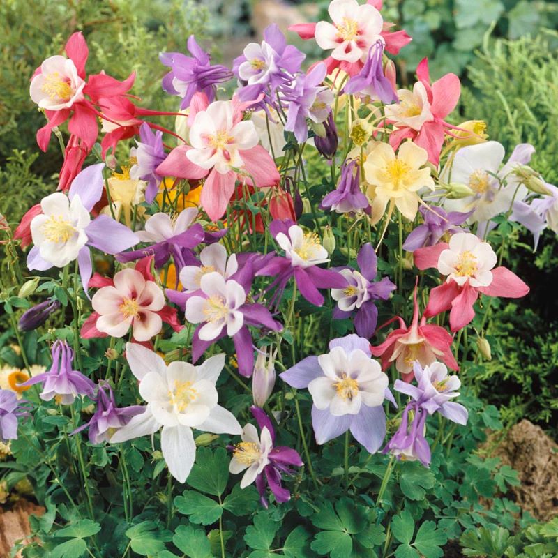 AQUILEGIA ORIGAMI MIX