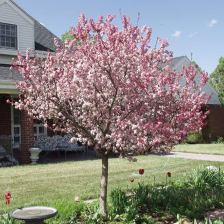 CRABAPPLE CORALBURST