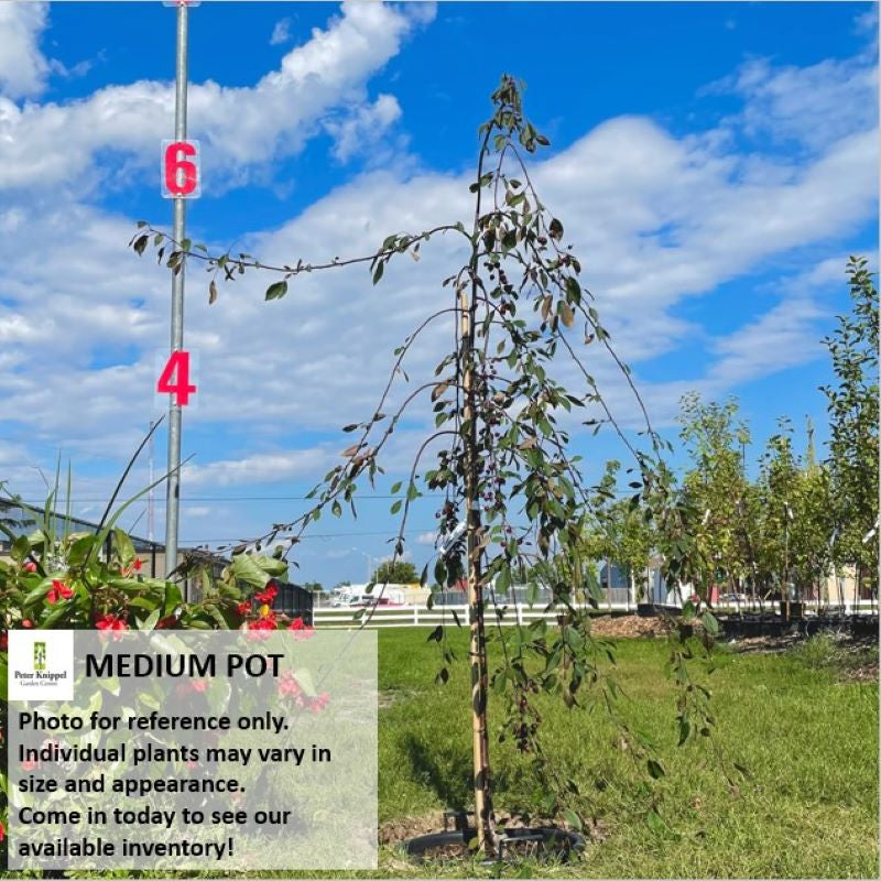 Crabapple Royal Beauty – Knippel Garden Centre