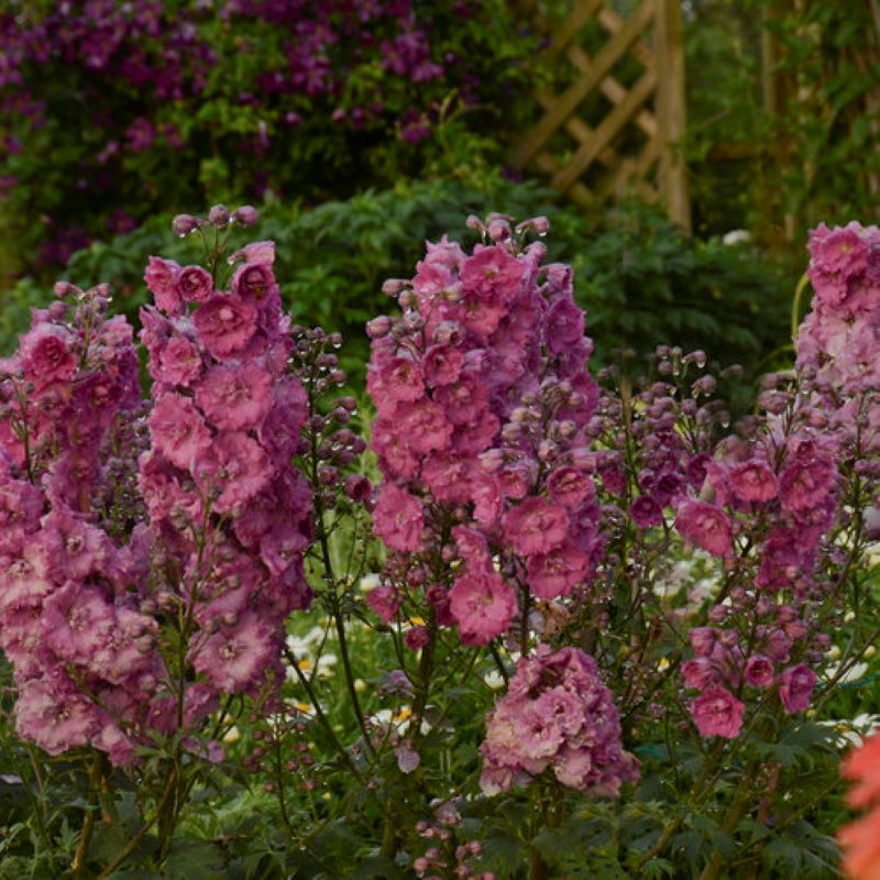 DELPHINIUM PINK PUNCH