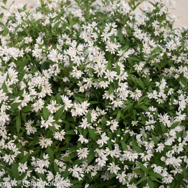 DEUTZIA YUKI SNOWFLAKE