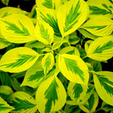 DOGWOOD GOLDEN SHADOWS