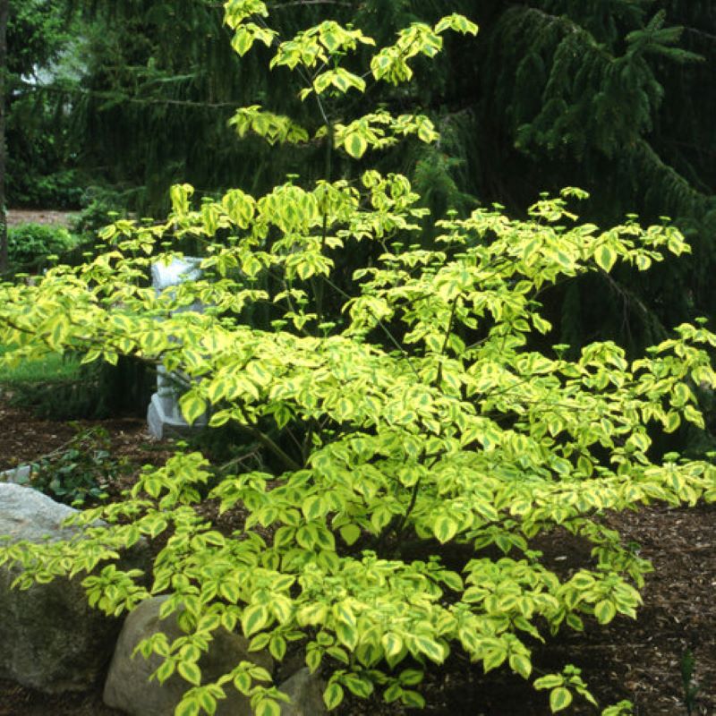 DOGWOOD GOLDEN SHADOWS