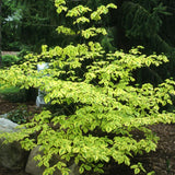 DOGWOOD GOLDEN SHADOWS