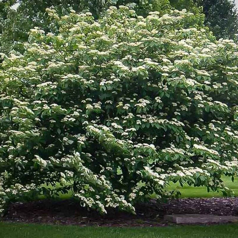 DOGWOOD PAGODA