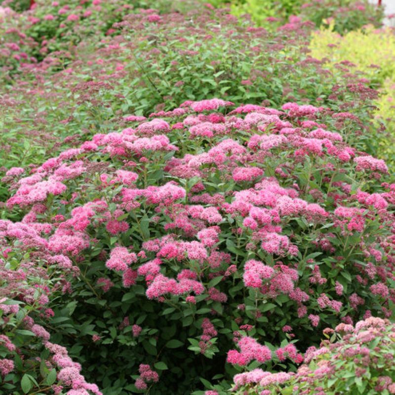 SPIREA DOUBLE PLAY PINK