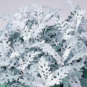 Dusty Miller - Silver Dust