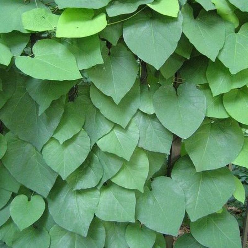 ARISTOLOCHIA DURIOR