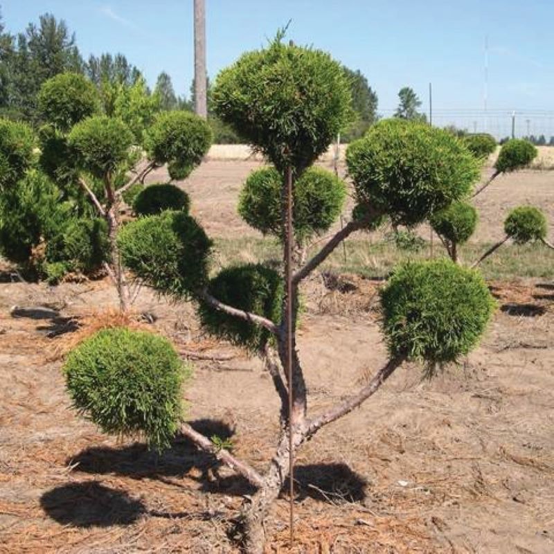 JUNIPER FAIRVIEW POMPOM